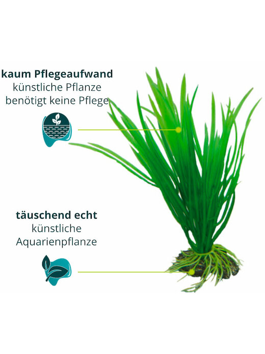 Hobby Cyperus 16 cm