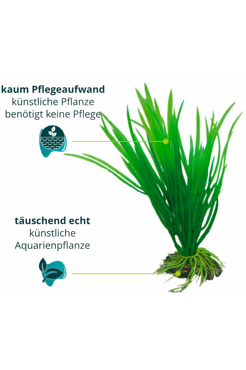 Hobby Cyperus 16 cm