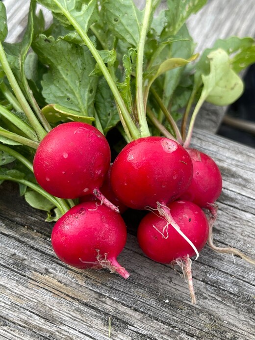 Radieschen "Sora" (samenfest & BIO)