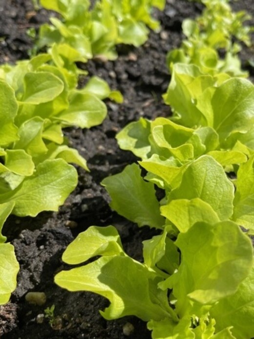 Schnitt- & Pflücksalat "Buttersalat" - BIO-Sorte [samenfest]