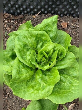 "Neckarriesen" - Blattsalat Samen (samenfest & BIO)