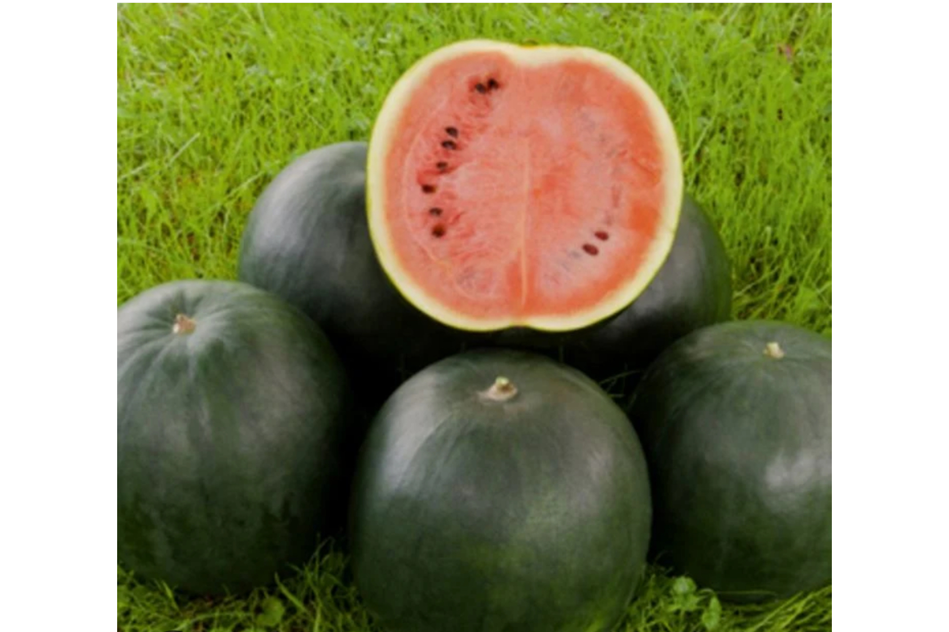 Wassermelone „Sugar Baby“ - BIO Melonensamen