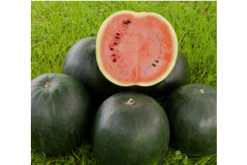 Wassermelone „Sugar Baby“ - BIO Melonensamen