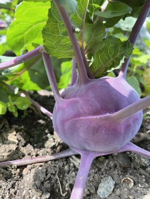 Lila Kohlrabi "Azur Star" - BIO-Samen (samenfest & BIO)