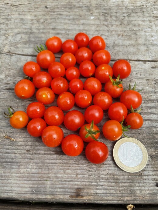 Tomate "Johannisbeertomate" - BIO-Tomatensorte [samenfest]