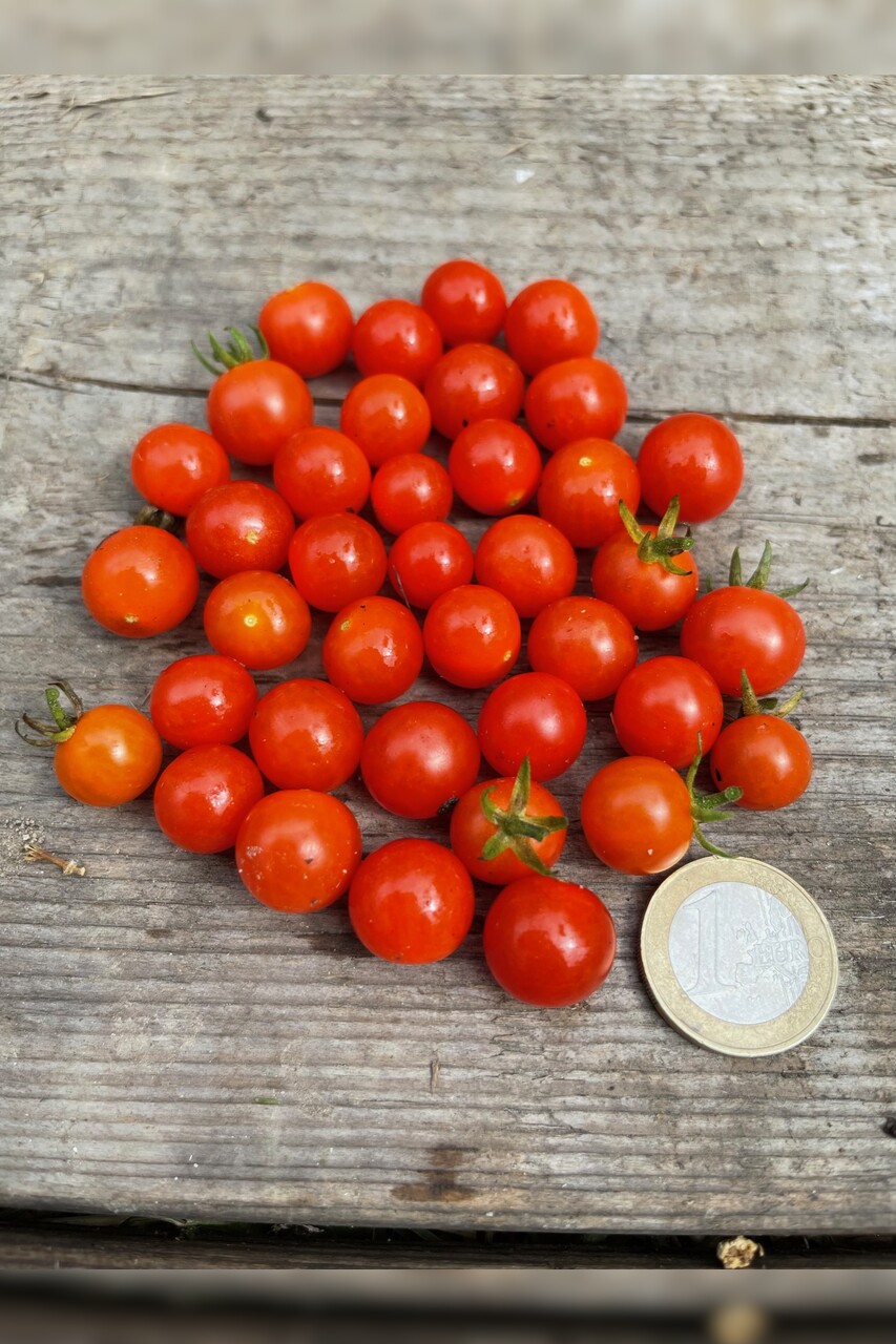 Tomate "Johannisbeertomate" - BIO-Tomatensorte (samenfest)