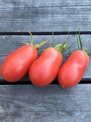 Tomate "Kaukasische Liane" - Tomatensamen (samenfest)