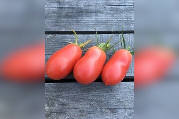 Tomate "Kaukasische Liane" - BIO-Tomatensorte [samenfest]