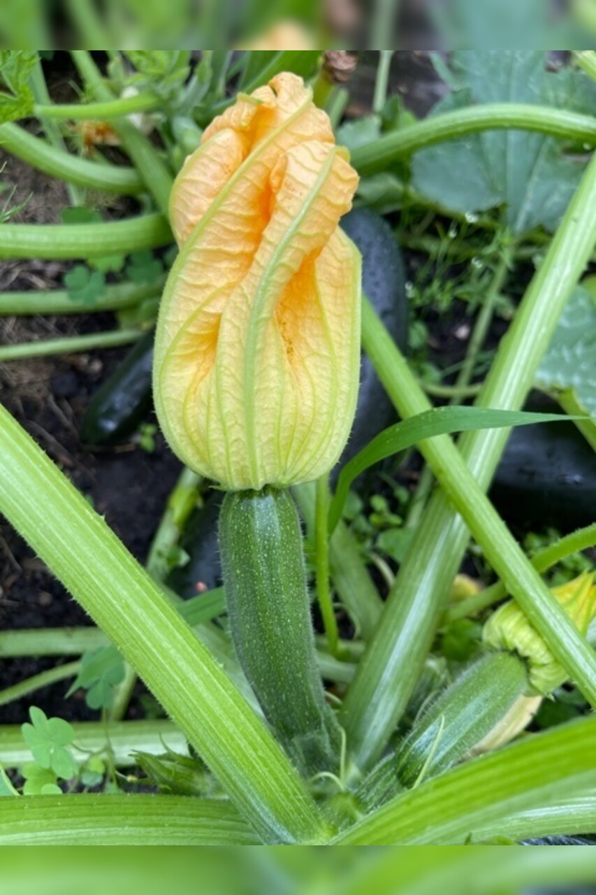 Zucchini „Black Beauty“ - BIO-Zucchinisorte [samenfest]