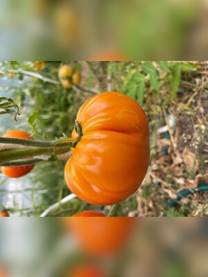 Tomate