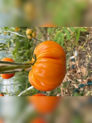 Tomate