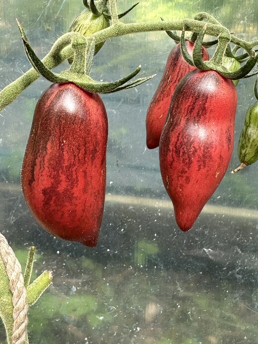 Tomate "Slivka Gurman" - BIO-Tomatensorte [samenfest]