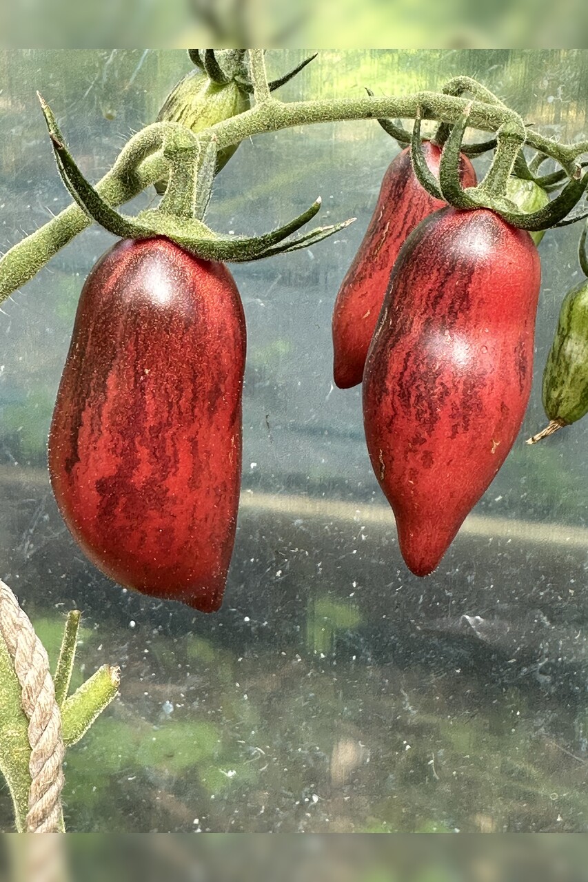 Tomate "Slivka Gurman" - BIO-Tomatensorte [samenfest]