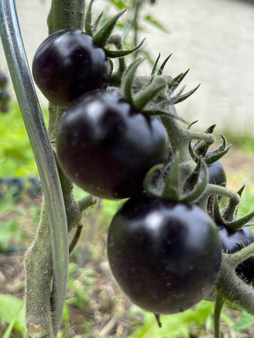 Anzucht-Set "schwarze Tomaten" [samenfest]