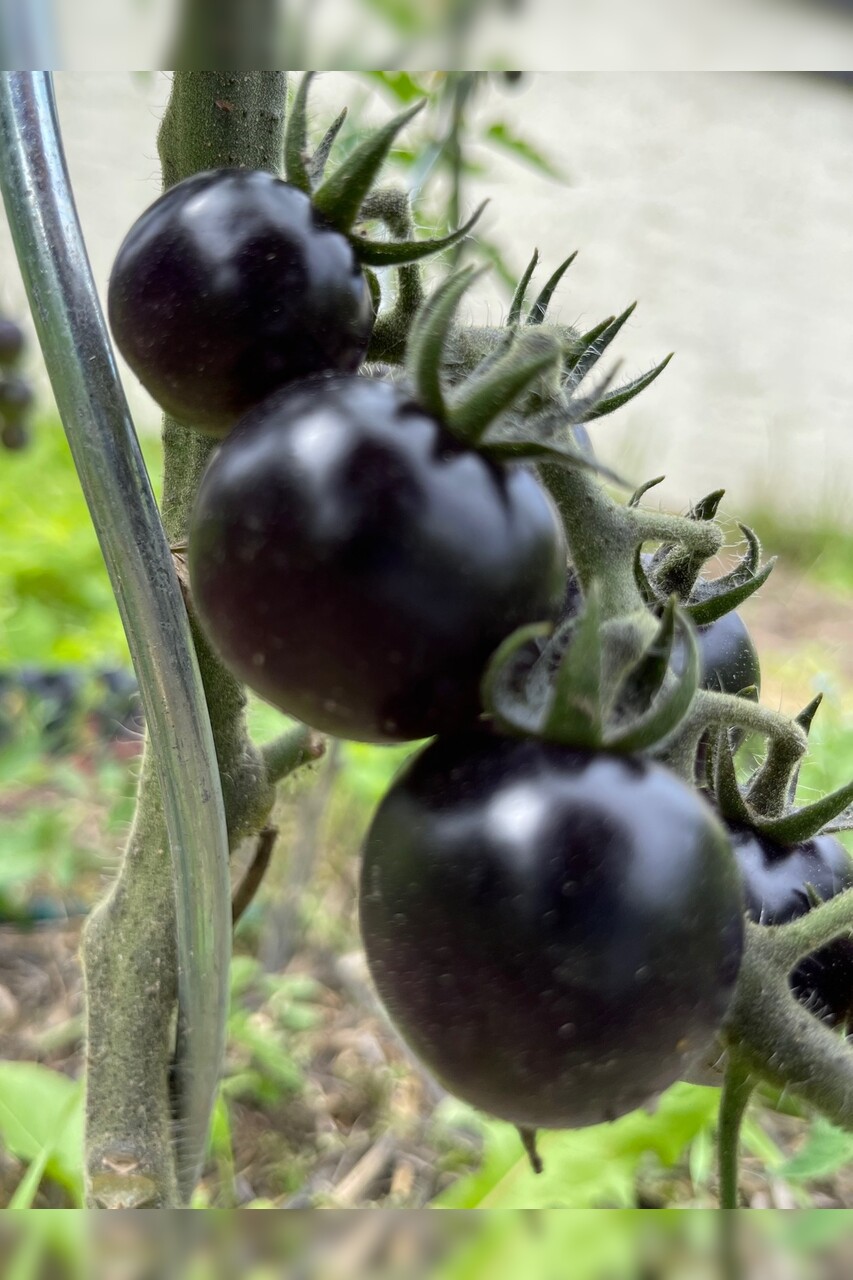 Anzucht-Set "schwarze Tomaten" [samenfest]