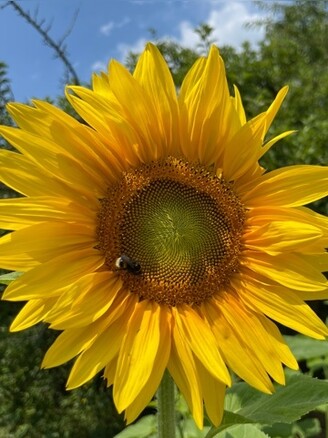 "Sonnenblume" - BIO-Blumensamen [samenfest]
