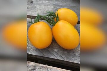 Tomate "König Humbert" - BIO-Tomatensorte [samenfest]