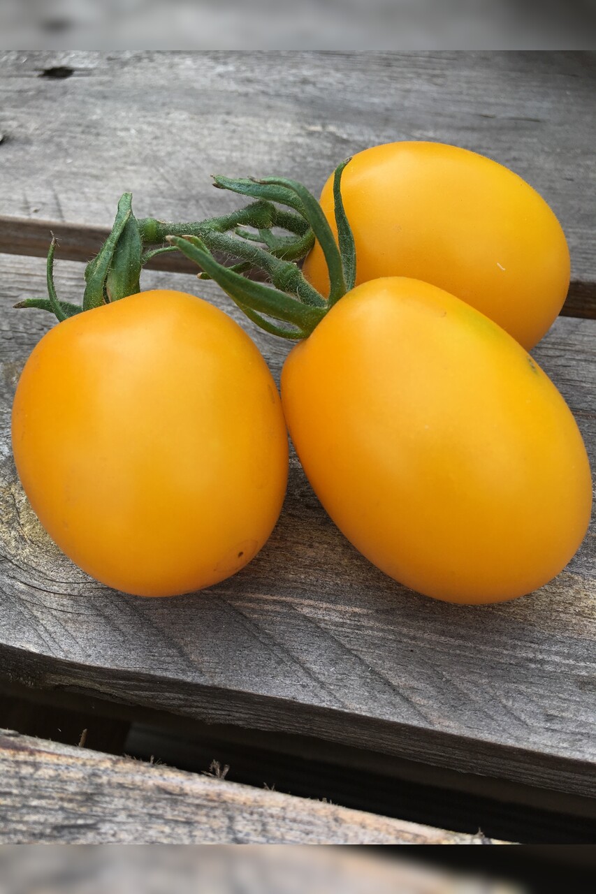 Tomate "König Humbert" - BIO-Tomatensorte [samenfest]