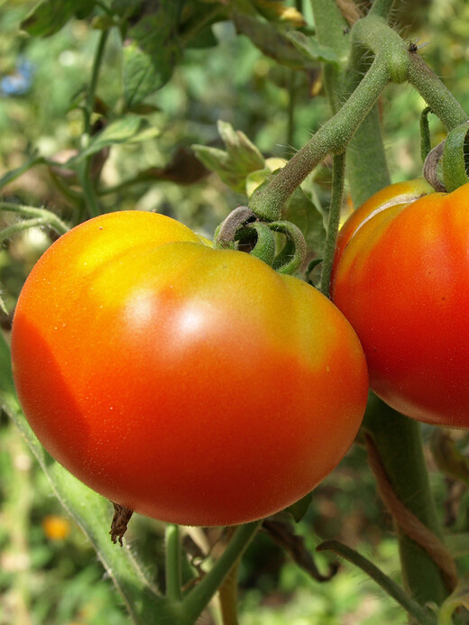 Tomaten Set "historische Tomatensorten"- 4 BIO-Sorten [samenfest]