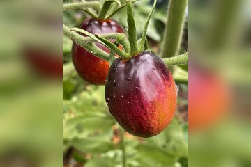 Tomate „Purple Dragon“ - BIO-Tomatensorte [samenfest]