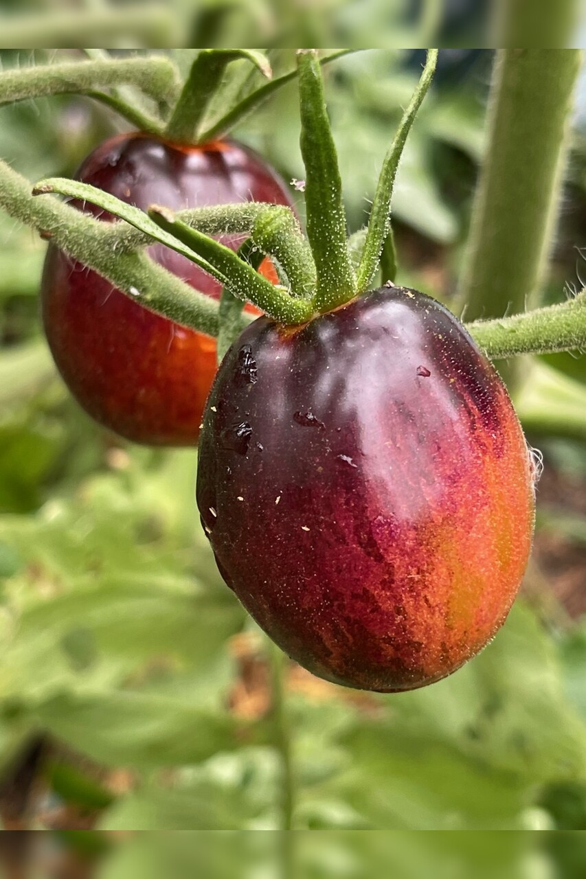 Tomate „Purple Dragon“ - BIO-Tomatensorte [samenfest]