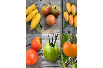 Tomate „Fonarik“ Bio Samenfest Saatgut alte Sorte Samen 