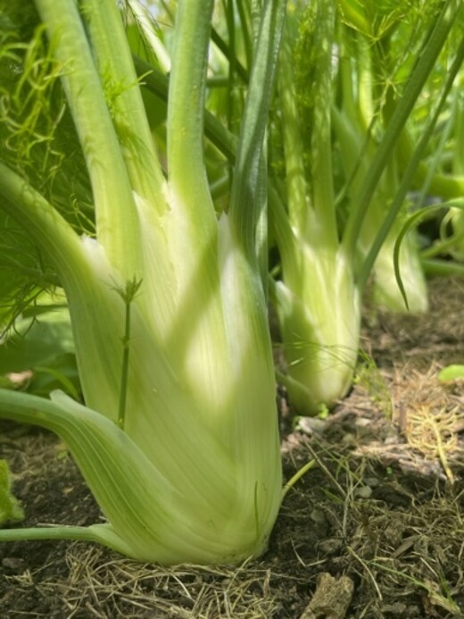 Knollenfenchel Samen "Selma" (samenfestes & BIO)