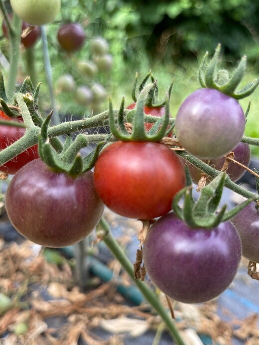 Tomate "Blue Pitts" - BIO-Tomatensorte [samenfest]