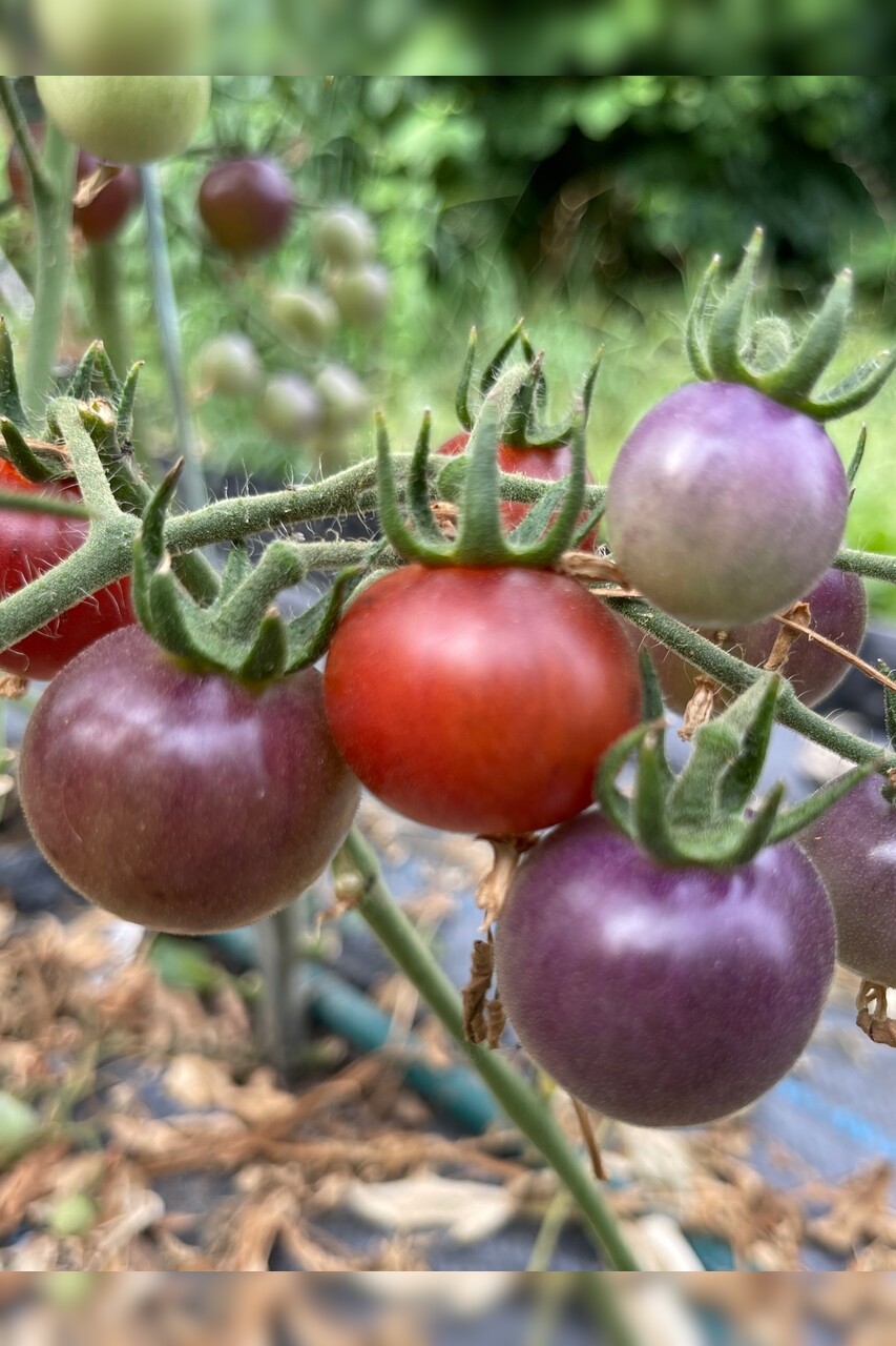 Tomate "Blue Pitts" - BIO-Tomatensorte [samenfest]