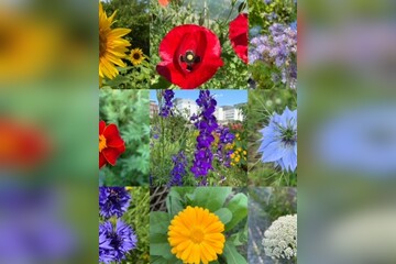 Blumensamen-Mischung „Blühstreifen“ - 9 BIO-Blumensorten [samenfest]