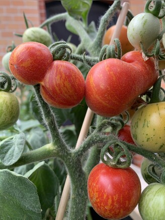 Tomate "Fuzzy Wuzzy" - BIO-Tomatensorte [samenfest]