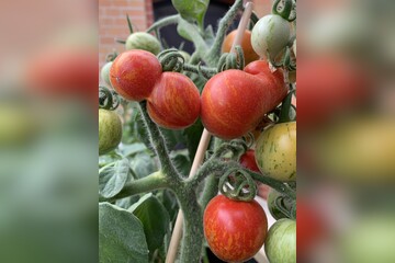 Tomate "Fuzzy Wuzzy" - BIO-Tomatensorte [samenfest]