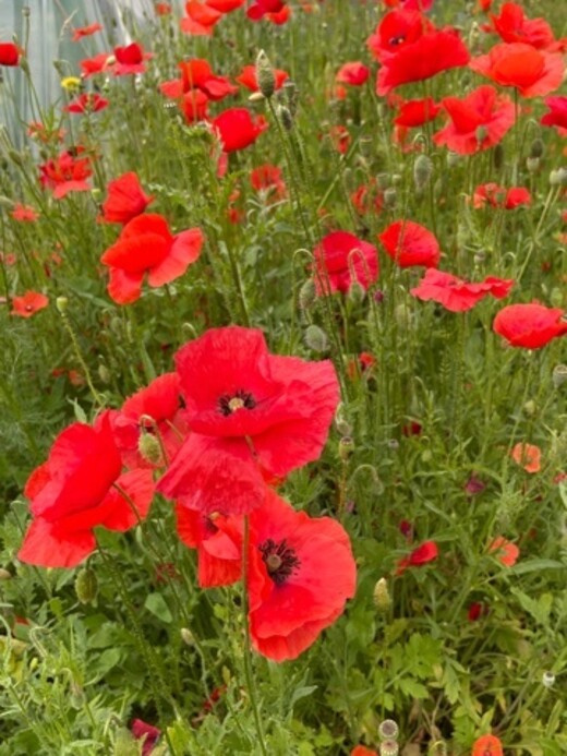 "Klatschmohn" - BIO-Blumensamen [samenfest]