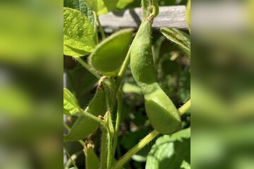 Edamame Samen "Green Shell" (samenfest & BIO)