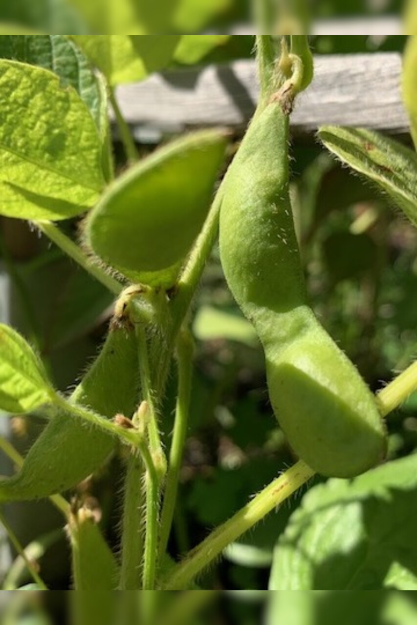 Edamame Samen "Green Shell" (samenfest & BIO)