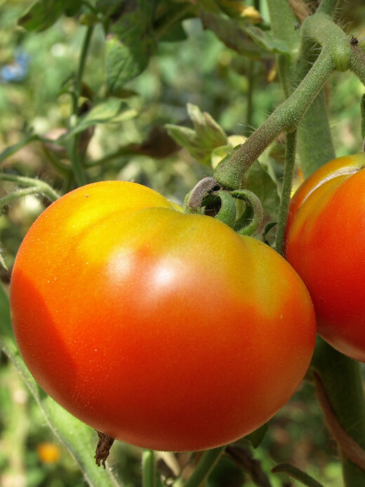 Tomaten Set "Freilandtomaten" - 4 BIO-Sorten [samenfest]