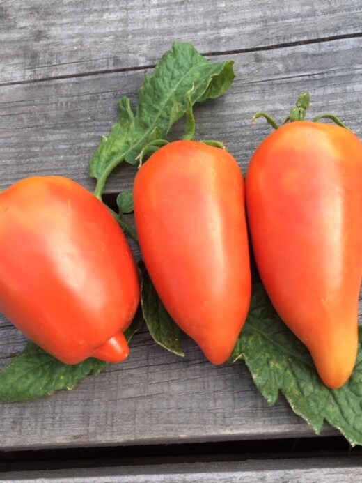 Tomate "Andenhorn" - BIO-Tomatensorte [samenfest]