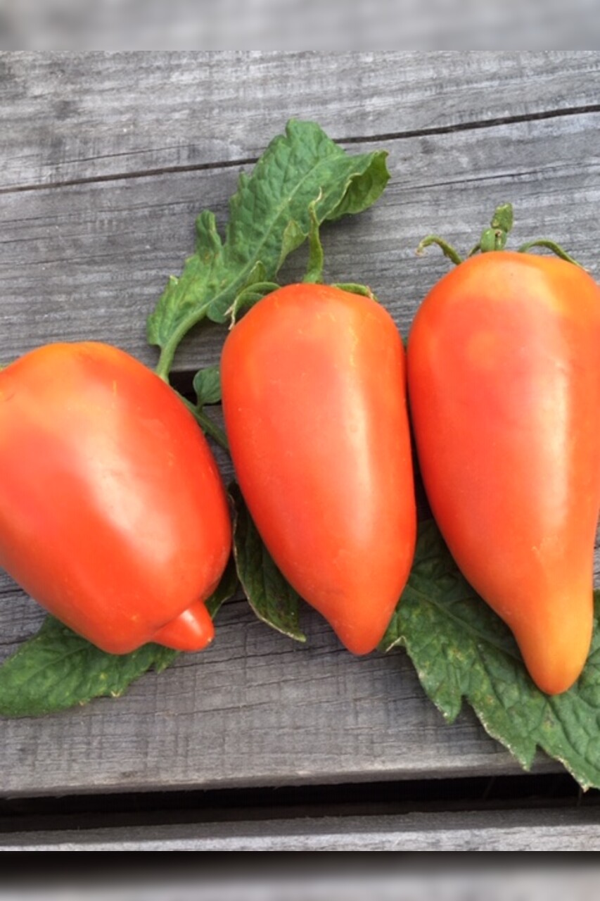 Tomate "Andenhorn" - BIO-Tomatensorte [samenfest]