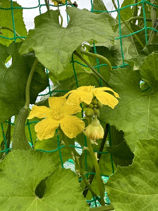 Schwammgurke "Luffa-Gurke" Bio-Freilandgurke (samenfest)