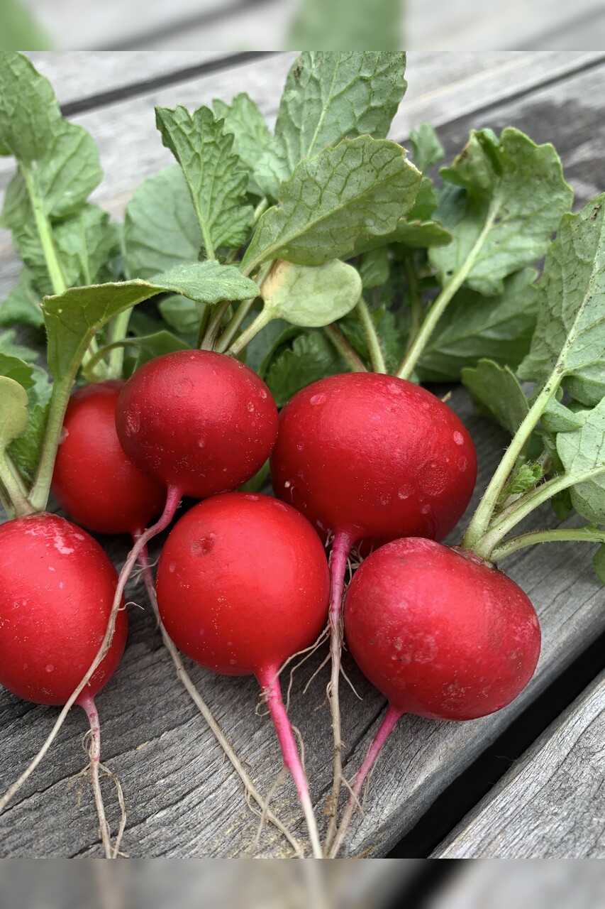 "Schrebergarten" - 12 BIO-Sorten [samenfest]