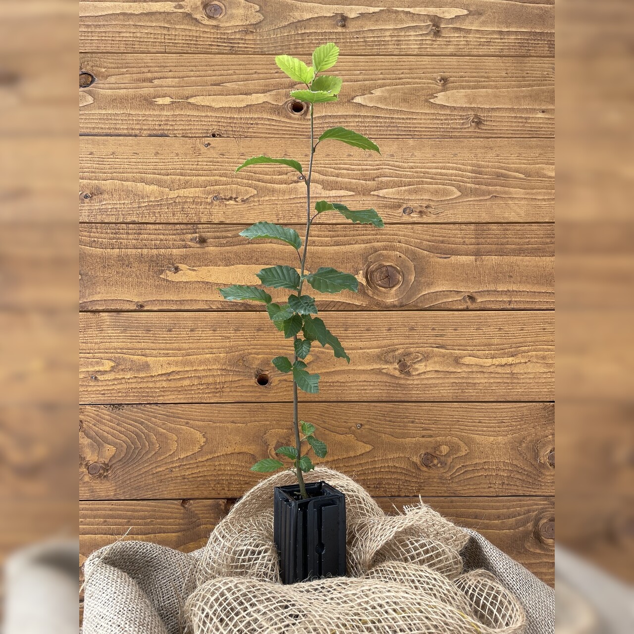 Trüffelbaum "Hainbuche"