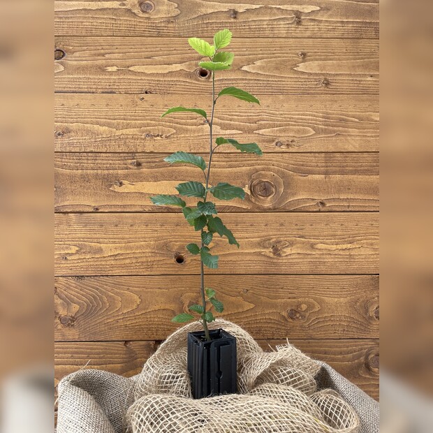 Trüffelbaum "Hainbuche"