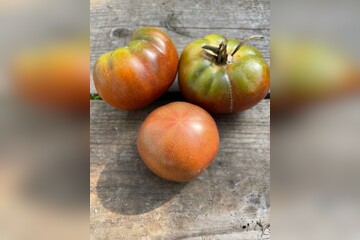 Tomate „Black Krim“ - BIO-Tomatensorte [samenfest]