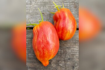 Tomate „Yellow Fire“ - BIO-Tomatensorte [samenfest]