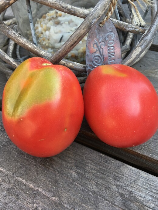 Tomate "Ukrainische Birne" - BIO-Tomatensorte [samenfest]