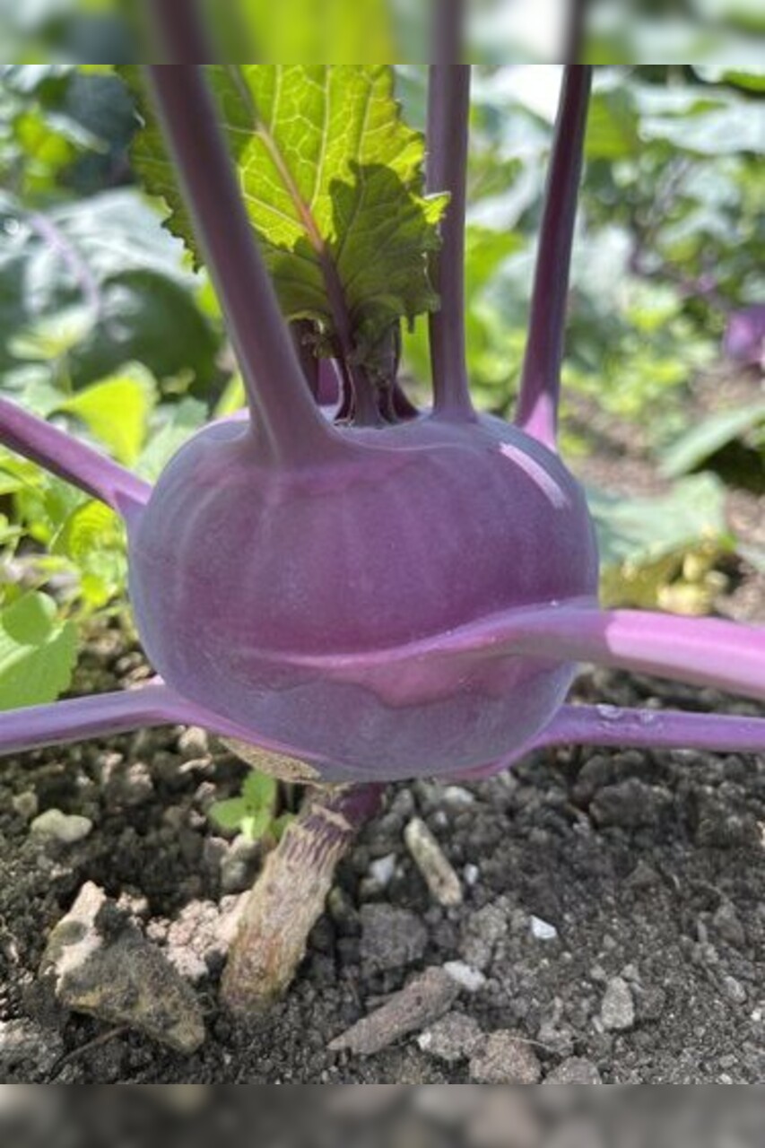 Lila Kohlrabi "Azur Star" - BIO-Samen (samenfest & BIO)