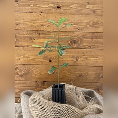 Trüffelbaum "Flaumeiche"