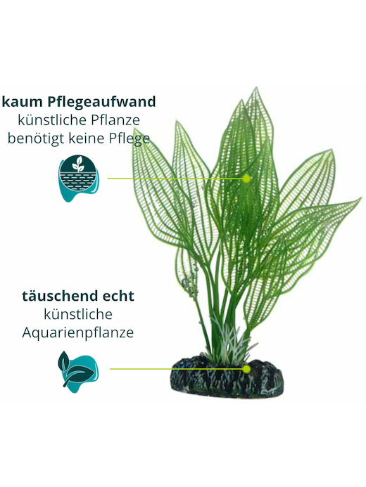 Hobby Aponogeton