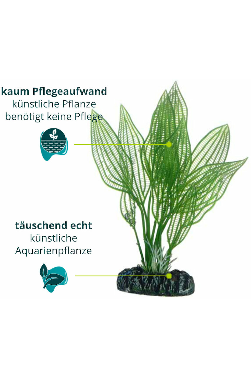 Hobby Aponogeton