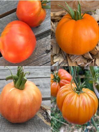 Tomaten-Set "Gewächshaustomaten" - 4 BIO-Sorten [samenfest]